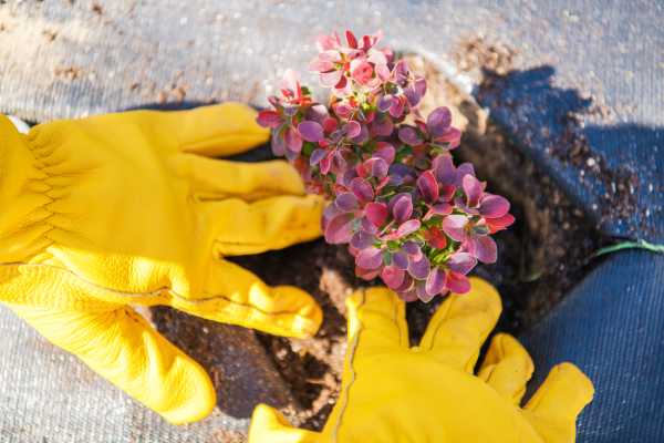 jardiniere de plante