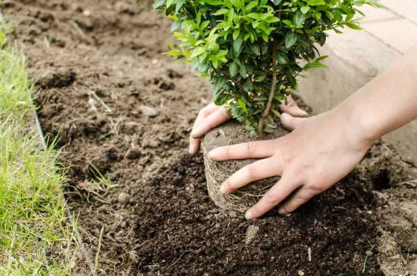 plantation jardin floraison